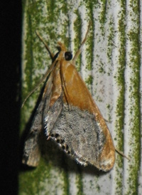 Sooty-winged Chalcoela